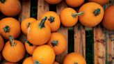 Pumpkin patches, plays and parties: Celebrate Halloween in Eugene, Lane County