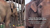 Moment elephant is rescued after 24 years in a concrete cage melts hearts