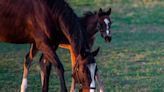 Where 2024’s Kentucky Derby contenders were born and how they made it to Churchill Downs