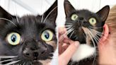 Rescue Cat Thought to Have Large Nose 'Actually Has Two Noses' Making Her 'a Real Rarity'