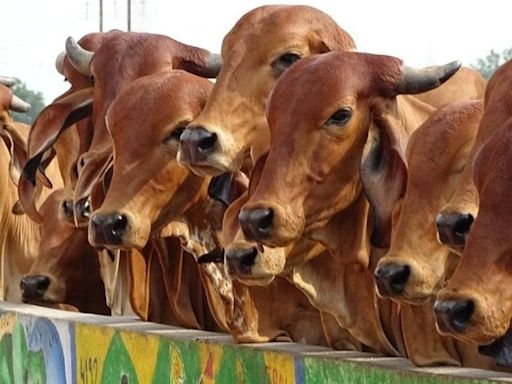 Bhopal: Collector Empowered To Impound Vehicle Used For Transporting Beef