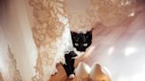 Wedding Party's 'Cat Toss' to Help an Animal in Need Is Simply the Best