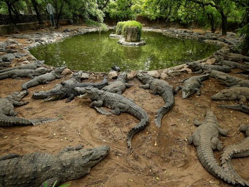 Mother arrested for throwing disabled son into crocodile-infested canal in India