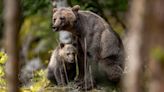 Persistent grizzly and her cub euthanized after break-ins, Montana officials say