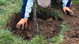 How Much Does Tree Transplanting Cost?