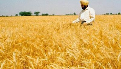 India plans to reduce wheat import duty from July in a bid to cool prices | Mint