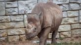 Beloved rhino, Inge, dies at Cleveland Metroparks Zoo