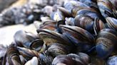 How mussels made a Michelin-starred chef