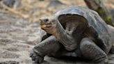 Ecuador Investigates Deaths Of 4 Galápagos Tortoises They Fear Were Hunted And Eaten