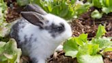 12 Surprising Ways To Keep Rabbits Out Of Your Garden Without a Fence