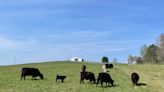 Lynd Fruit Farm experimenting with ‘regenerative agriculture;’ brings cattle to pastures