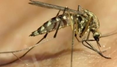 Mosquitoes carrying West Nile Virus detected in Delaware County