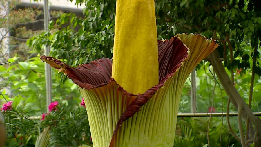 Corpse flower blooms at Meijer Gardens