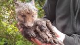 Adorable baby fox is rescued from 10cm drain pipe by plumbers