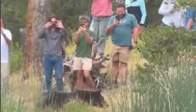 Tourists crowd grizzly to film it — and block its path in Yellowstone. See tense moment. - East Idaho News