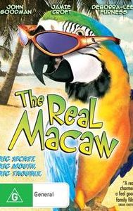 The Real Macaw