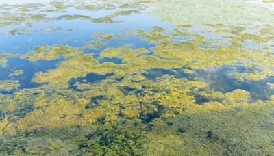 Harmful algal blooms recently confirmed on Cayuga and Owasco Lakes. What you need to know