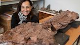 Descubren en África un gigantesco tetrápodo de 285 millones de años de antigüedad - Diario Hoy En la noticia
