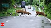 Assam floods: 17 wild animals drown, 72 rescued in Kaziranga National Park - Times of India