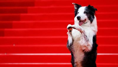 Messi, el perro actor, hizo su debut en el festival de Cannes