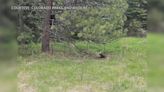 Watch: Bear cub rescued from wire fence in Colorado