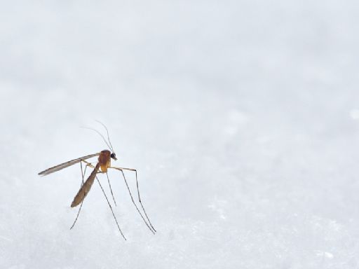 【一文看懂】今年出現首例瘧疾死亡怎麼防？8大QA看完不心慌