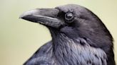 Crows Are Self-Aware Just Like Humans, And They May Be as Smart as Gorillas