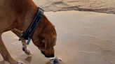 El perro abandonado que ayuda a los animales marinos y ha emocionado a las redes