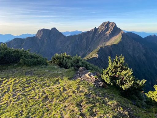 獨／法國菊在玉山北峰絕跡 兇手是「牠」