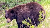 Black bear accesses human food at Lake Minnewanka in Banff, warning in effect