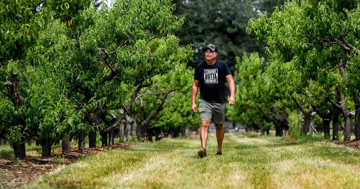 Weird winter weather was the pits for Green Bluff peaches and cherries