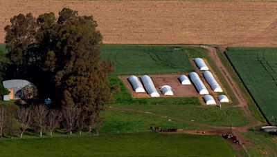 Proyectan que el ingreso de dólares del campo terminará el 2024 con un crecimiento del 50% interanual