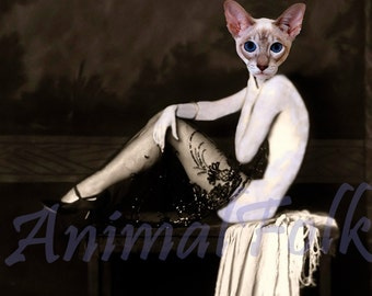 pin up cat