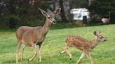 COVID-19 evolves faster in deer than in humans and spreads between them, study shows