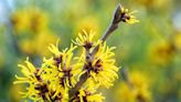 What Is Witch Hazel—and What Are the Benefits of Using It?