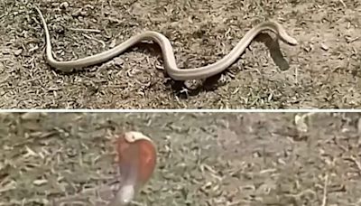 Rare White Cobra Spotted in UP: Potential Sign of Ecosystem Change; Here's What Researchers Say - News18