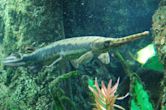 Longnose gar