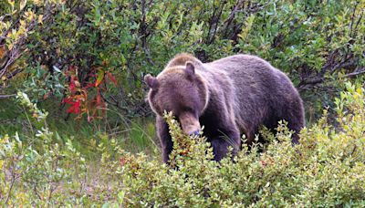 72-Year-Old Montana Man Shoots Grizzly That Attacked Him While He Was Picking Berries