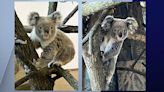 First koalas to call Brookfield Zoo home in its 90-year history to make public debut