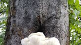 This massive white fungus can grow up to a foot wide | Mystery Plant