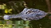 Man bitten by nearly 11-foot alligator in Collier County