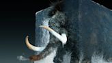 Scientists Are Reincarnating The Woolly Mammoth To Return In 4 Years