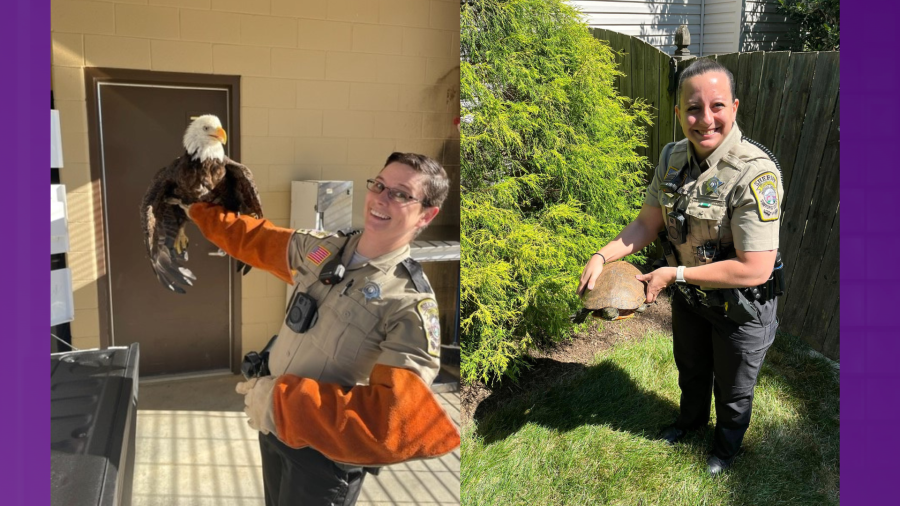 Stafford County deputies to the rescue! Eagle, turtle, bird given second chance