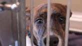 'Drowning in good dogs.' Stark County shelters overwhelmed with animals