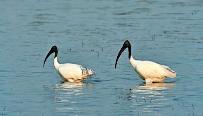 Dorekere Lake is haven for diverse flora, fauna