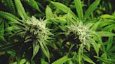 One In Six Of Us Now Use Marijuana | Big I 107.9 | Scotty