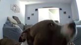 Dog home alone uses pet cam to beg "mommy and daddy" to return from work