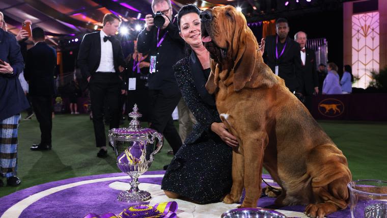 How does the Westminster Dog Show work? Explaining the rules, groups, judging for 2024 competition | Sporting News