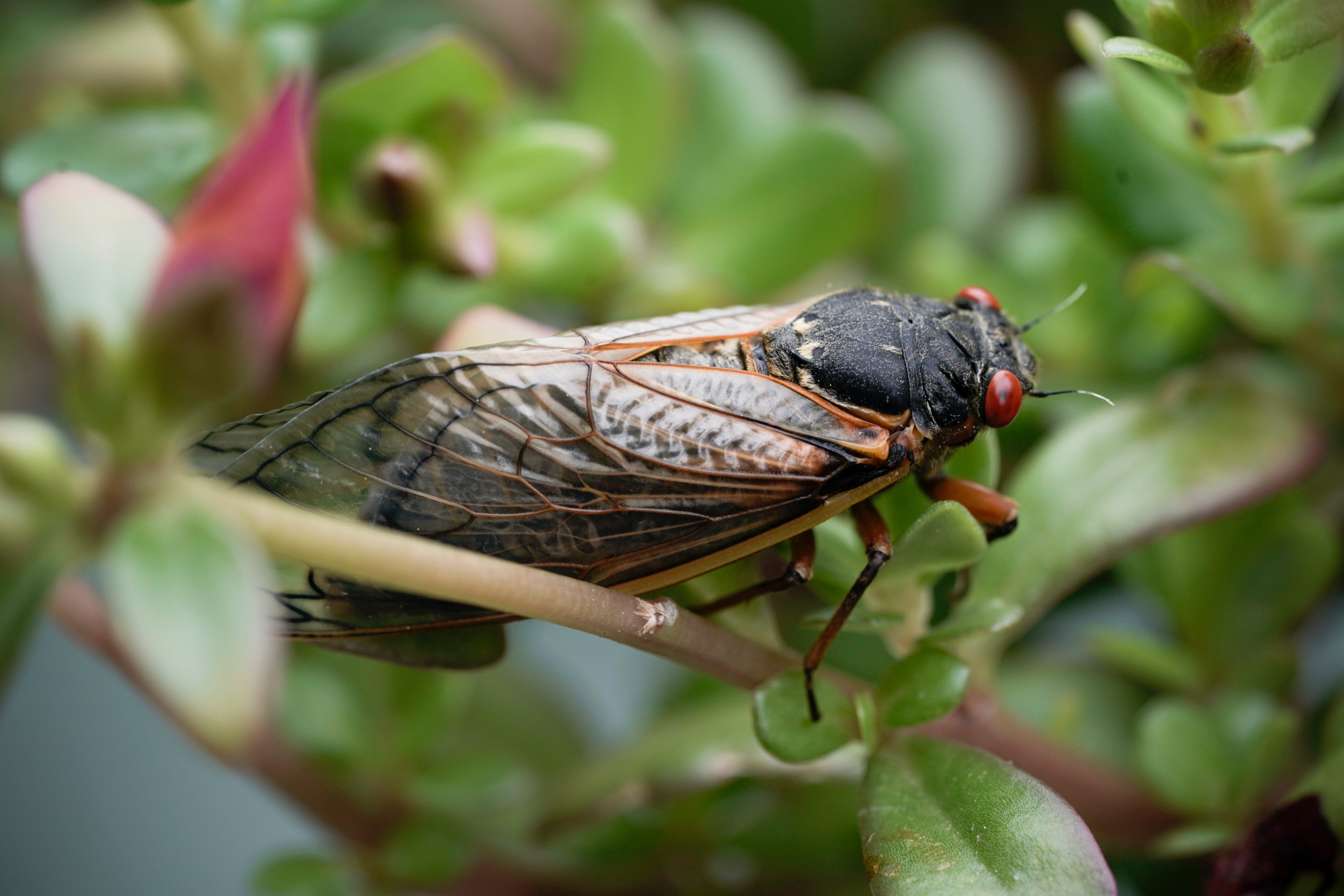 Will Bucks County see cicadas this summer? What to know about the US brood invasion