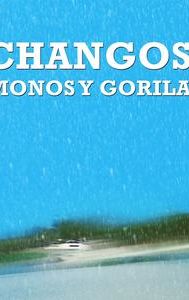 Changos, monos y gorilas